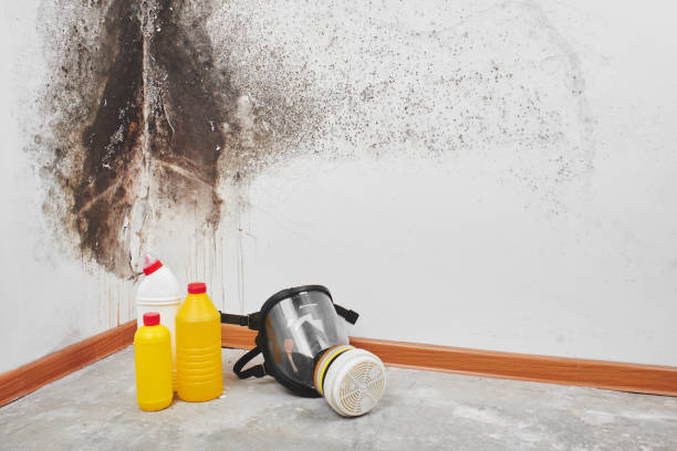 Best Black Mold Remediation in Gardner, IL