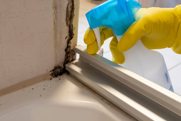 Best Emergency Mold Remediation in Gardner, IL
