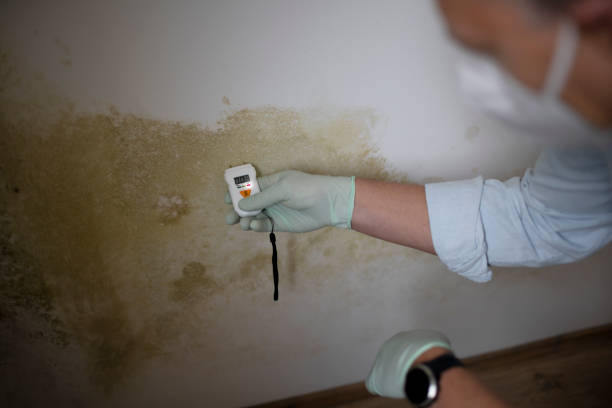 Best Post-Flood Mold Remediation in Gardner, IL
