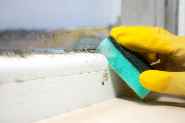 Best Kitchen Mold Remediation in Gardner, IL