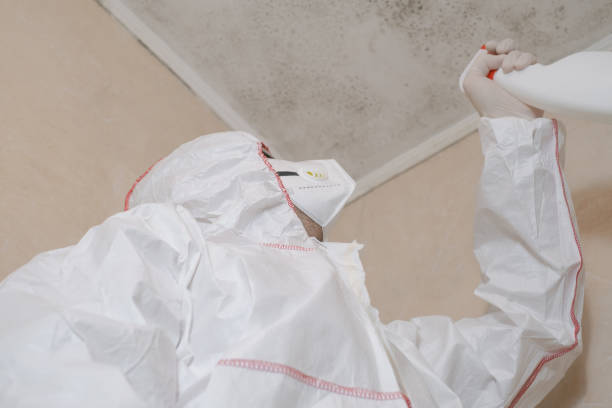 Best Residential Mold Remediation in Gardner, IL