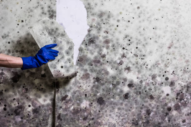 Best Industrial Mold Remediation in Gardner, IL