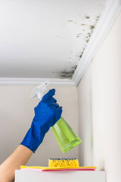 Professional Mold Remediation in Gardner, IL